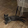 Doudou a rejoint le concours — aidez-le/la à gagner de superbes lots ! cat, gray_cat, wooden_floor, indoor, plant, basket, furniture, chair, table, relaxed, pet, domestic_animal, floor, home, cozy, resting, animal, living_room, interior, quiet