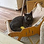 Doudou participe au concours pour gagner de l'argent avec cette photo : cat, gray_cat, pet_chair, toy, wooden_floor, indoor, carpet, relaxed, feline, resting, cozy, fur, paw, small_furniture, home, animal, cute, texture, comfort, domestic