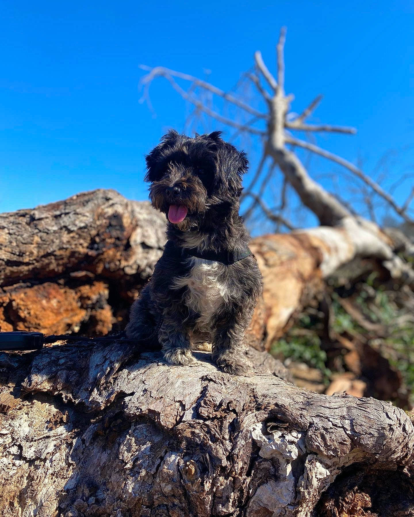 Bellatrix joined the competition — help win amazing prizes! art, bedrock, canidae, carnivore, dog, dog_breed, fawn, fur, landscape, poodle, rock, sky, soil, sporting_group, terrier, tree, trunk, water_dog, wood, working_animal