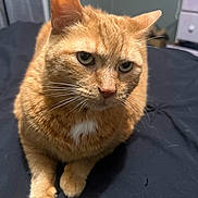 Ginger is registered to the contest to win money with this photo: cat, orange_tabby, pet, feline, indoor, fur, whiskers, animal, cute, closeup, laying, bed, domestic, mammal, portrait, looking, ears, eyes, paws, resting