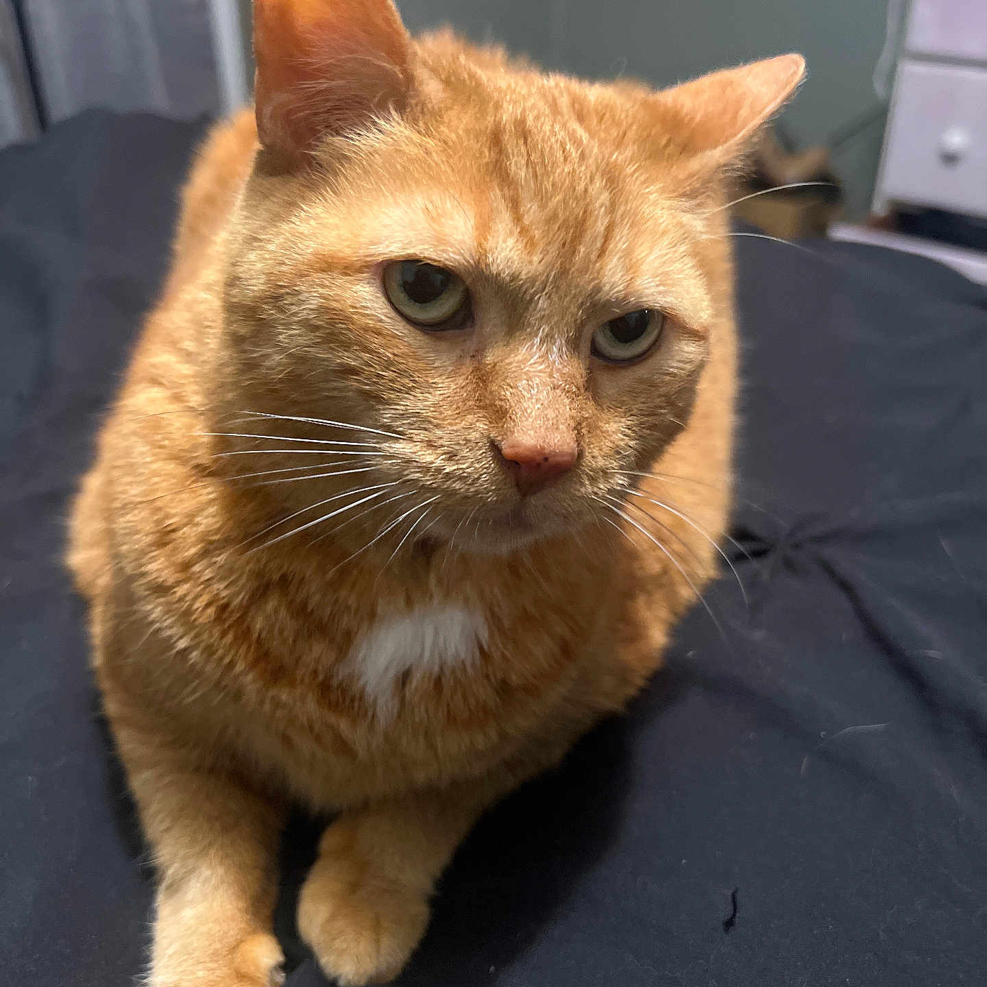 Ginger is registered to the contest to win money with this photo: animal, bed, cat, closeup, cute, domestic, ears, eyes, feline, fur, indoor, laying, looking, mammal, orange_tabby, paws, pet, portrait, resting, whiskers