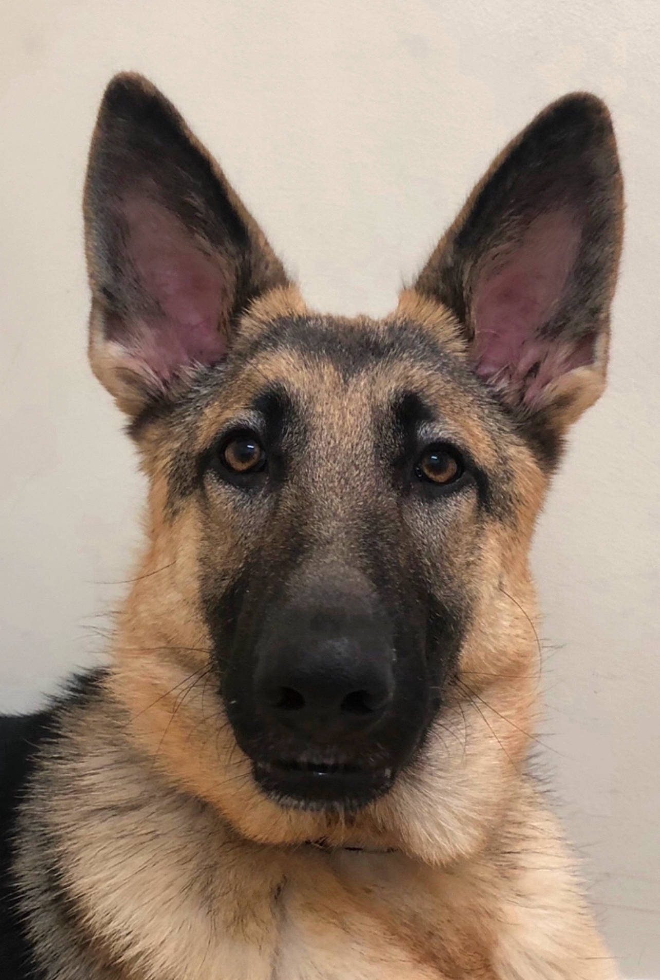 Navia joined the competition — help win amazing prizes! canidae, carnivore, companion_dog, dog, dog_breed, ear, east_european_shepherd, fawn, fur, german_shepherd_dog, head, herding_dog, jaw, king_shepherd, old_german_shepherd_dog, snout, sporting_group, terrestrial_animal, whiskers, working_dog