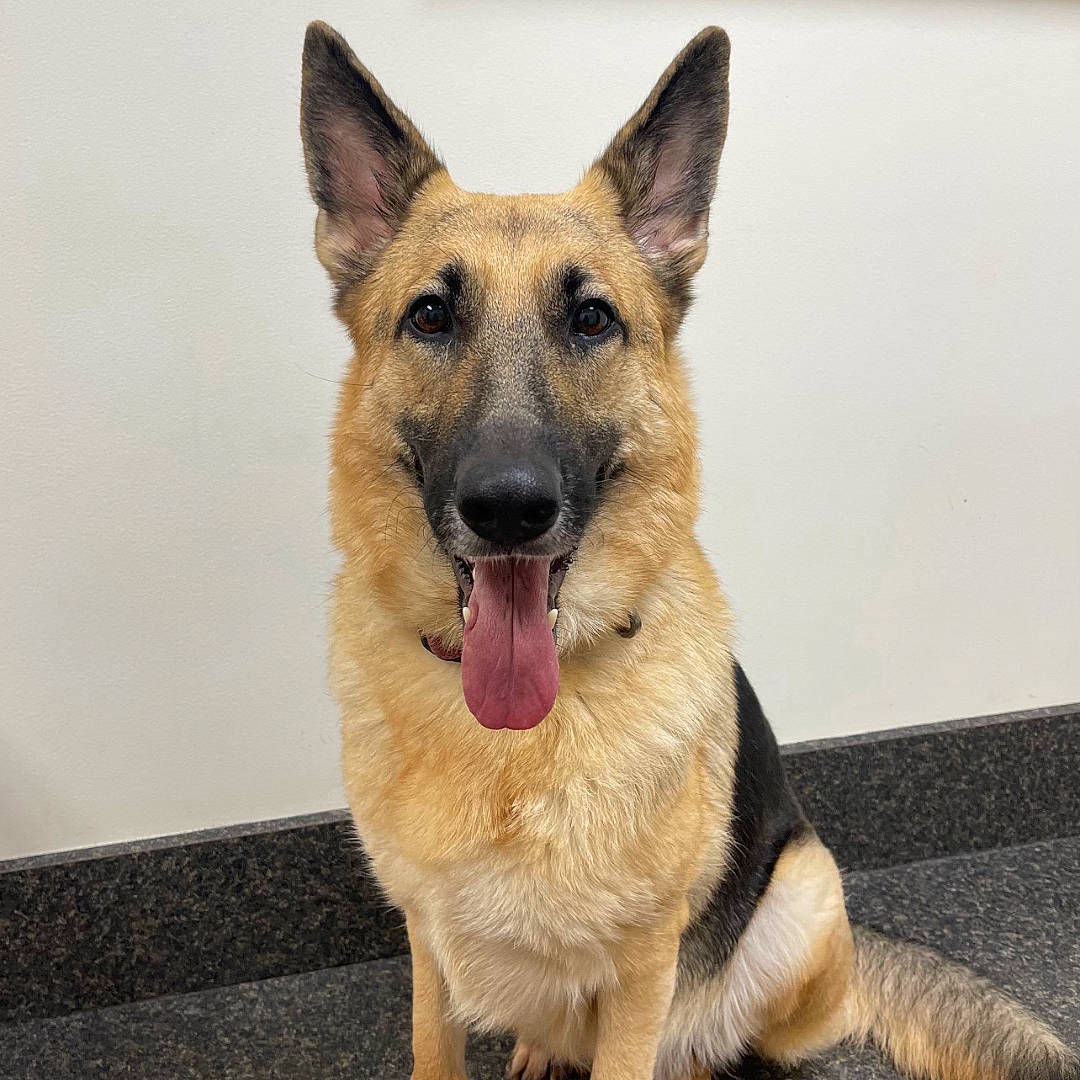 Navia joined the competition — help win amazing prizes! balance, canidae, carnivore, companion_dog, dog, dog_breed, east_european_shepherd, fawn, foot, fur, german_shepherd_dog, herding_dog, king_shepherd, old_german_shepherd_dog, snout, sporting_group, terrestrial_animal, whiskers, working_dog