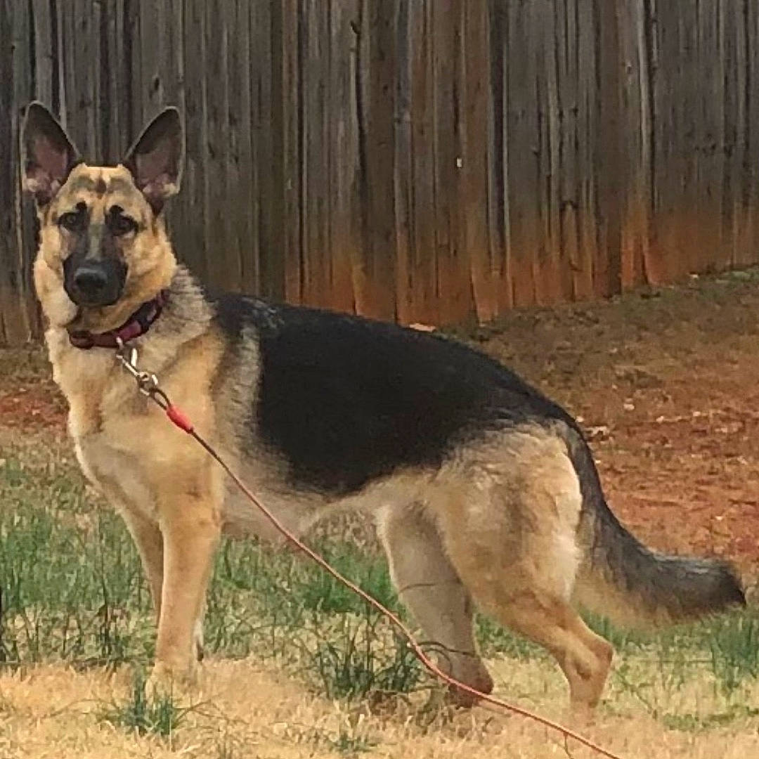 Navia is registered to the contest to win money with this photo: canidae, carnivore, collar, dog, dog_breed, dog_supply, east_european_shepherd, fence, german_shepherd_dog, herding_dog, king_shepherd, old_german_shepherd_dog, pet_supply, snout, sporting_group, tail, terrestrial_animal, wood, working_animal, working_dog