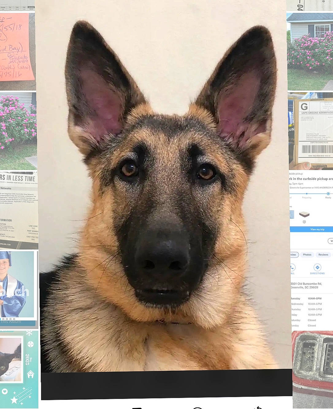 Navia joined the competition — help win amazing prizes! canidae, carnivore, companion_dog, dog, dog_breed, east_european_shepherd, fawn, font, german_shepherd_dog, herding_dog, king_shepherd, old_german_shepherd_dog, pet_supply, photograph, rectangle, screenshot, snapshot, snout, terrestrial_animal, working_animal