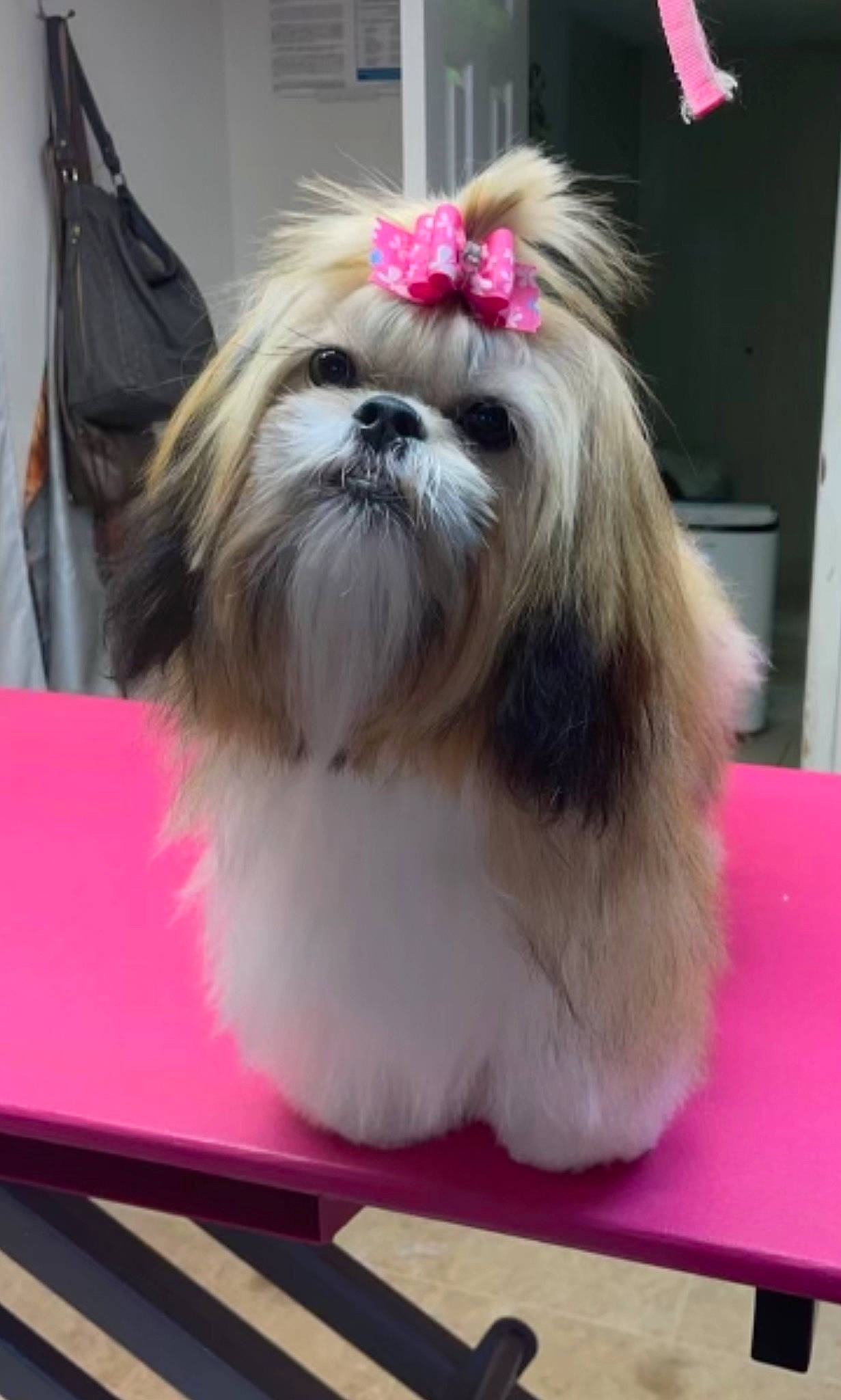 Sophie Anne is registered to the contest to win money with this photo: bag, canidae, carnivore, companion_dog, dog, dog_breed, dog_supply, fawn, fur, liver, luggage_and_bags, mal_shi, non_sporting_group, plastic_bag, shih_tzu, snout, sporting_group, table, toy_dog, working_animal