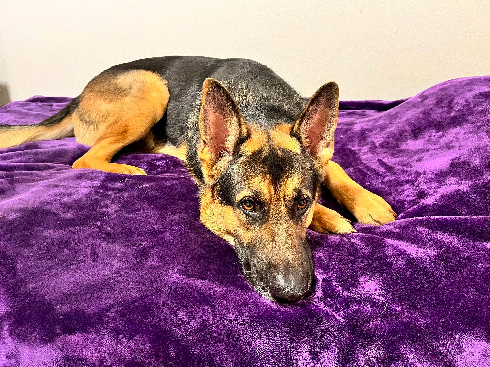 Simba is registered to the contest to win money with this photo: bored, canidae, carnivore, comfort, companion_dog, dog, dog_breed, dog_supply, east_european_shepherd, eye, fawn, german_shepherd_dog, herding_dog, jaw, old_german_shepherd_dog, paw, purple, snout, sporting_group, terrestrial_animal