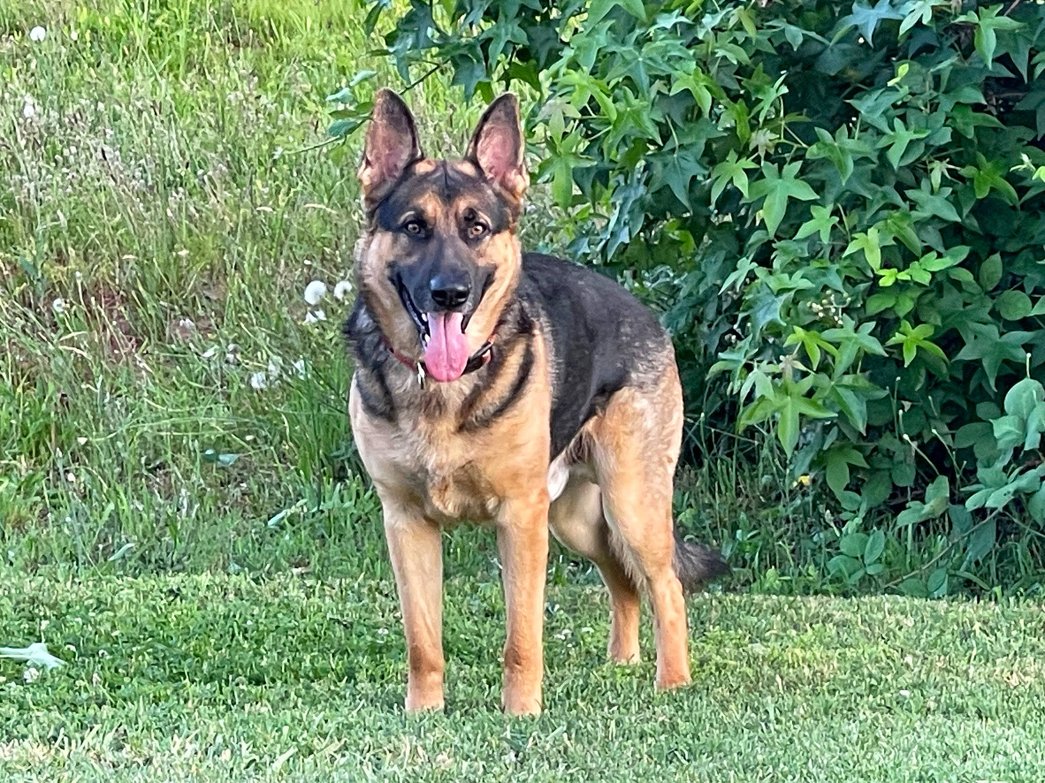Simba is registered to the contest to win money with this photo: belgian_shepherd_malinois, canidae, carnivore, collar, dog, dog_breed, east_european_shepherd, fawn, german_shepherd_dog, grass, herding_dog, king_shepherd, law_enforcement, old_german_shepherd_dog, plant, snout, sporting_group, terrestrial_animal, wildlife, working_dog