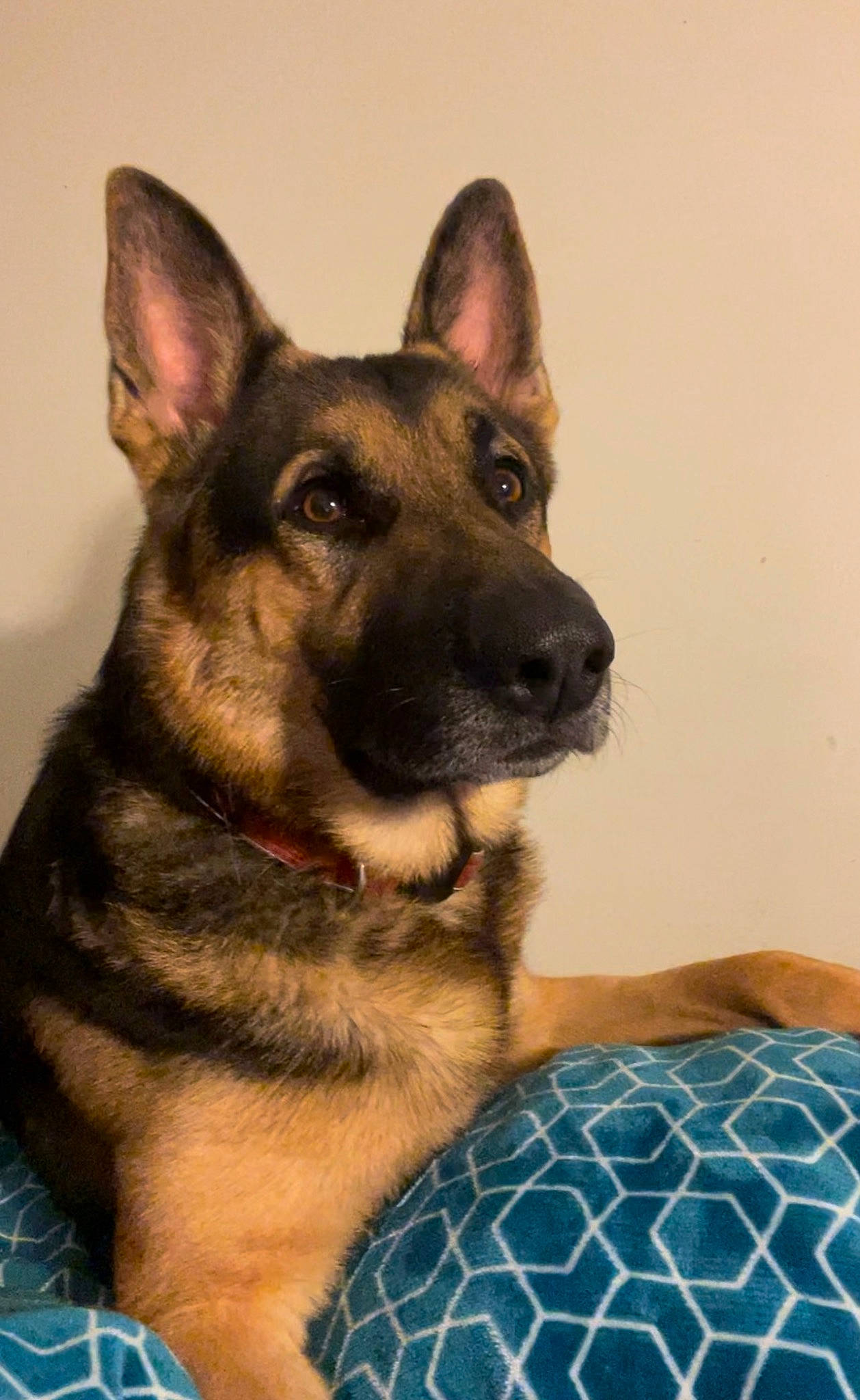 Simba is registered to the contest to win money with this photo: canidae, carnivore, collar, companion_dog, dog, dog_breed, dog_supply, east_european_shepherd, fawn, fur, german_shepherd_dog, herding_dog, king_shepherd, old_german_shepherd_dog, pattern, snout, sporting_group, terrestrial_animal, working_animal, working_dog