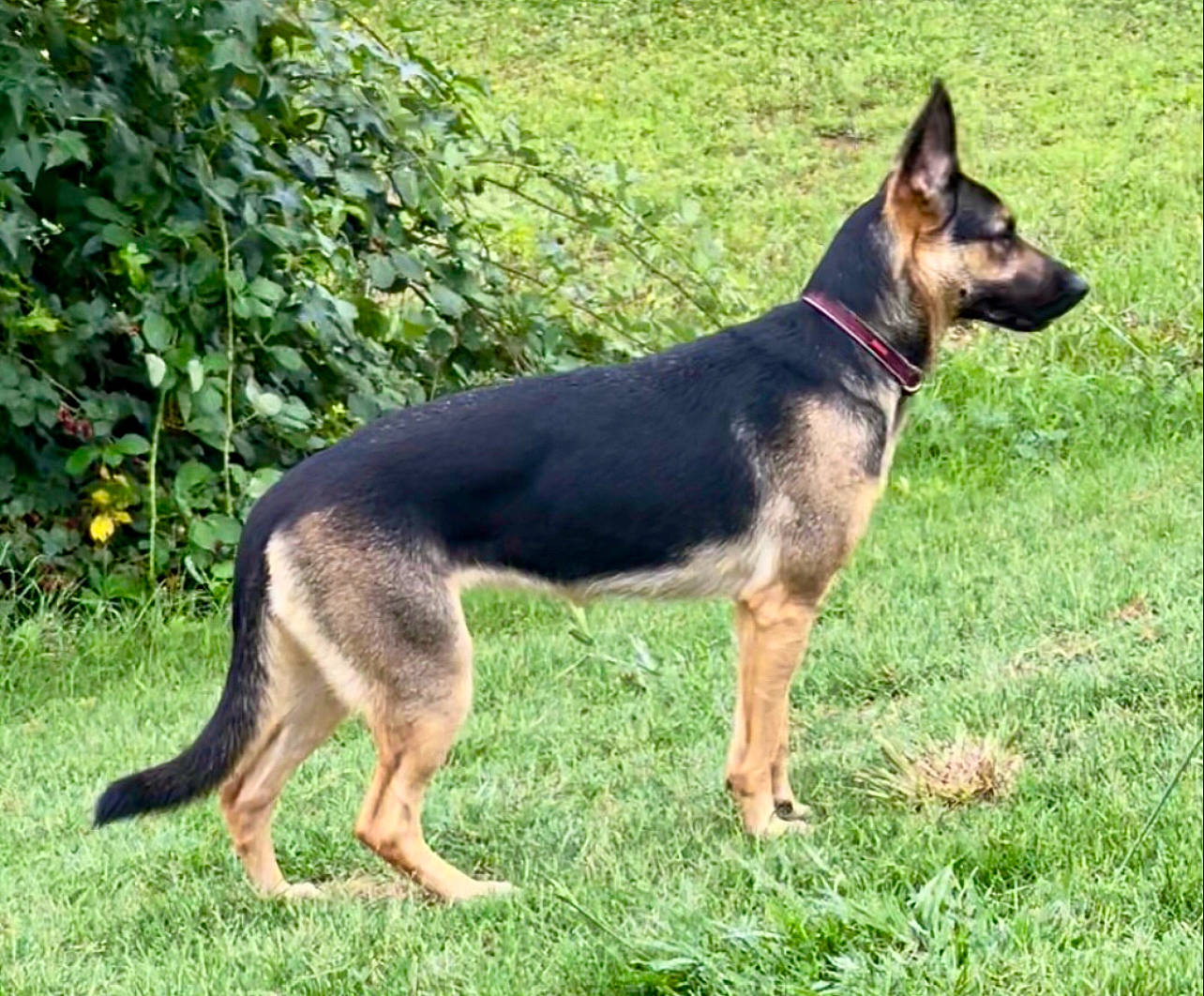 Khloe joined the competition — help win amazing prizes! canidae, carnivore, collar, companion_dog, dog, dog_breed, dog_supply, east_european_shepherd, fawn, german_shepherd_dog, grass, herding_dog, king_shepherd, old_german_shepherd_dog, plant, snout, sporting_group, tail, tire, working_animal