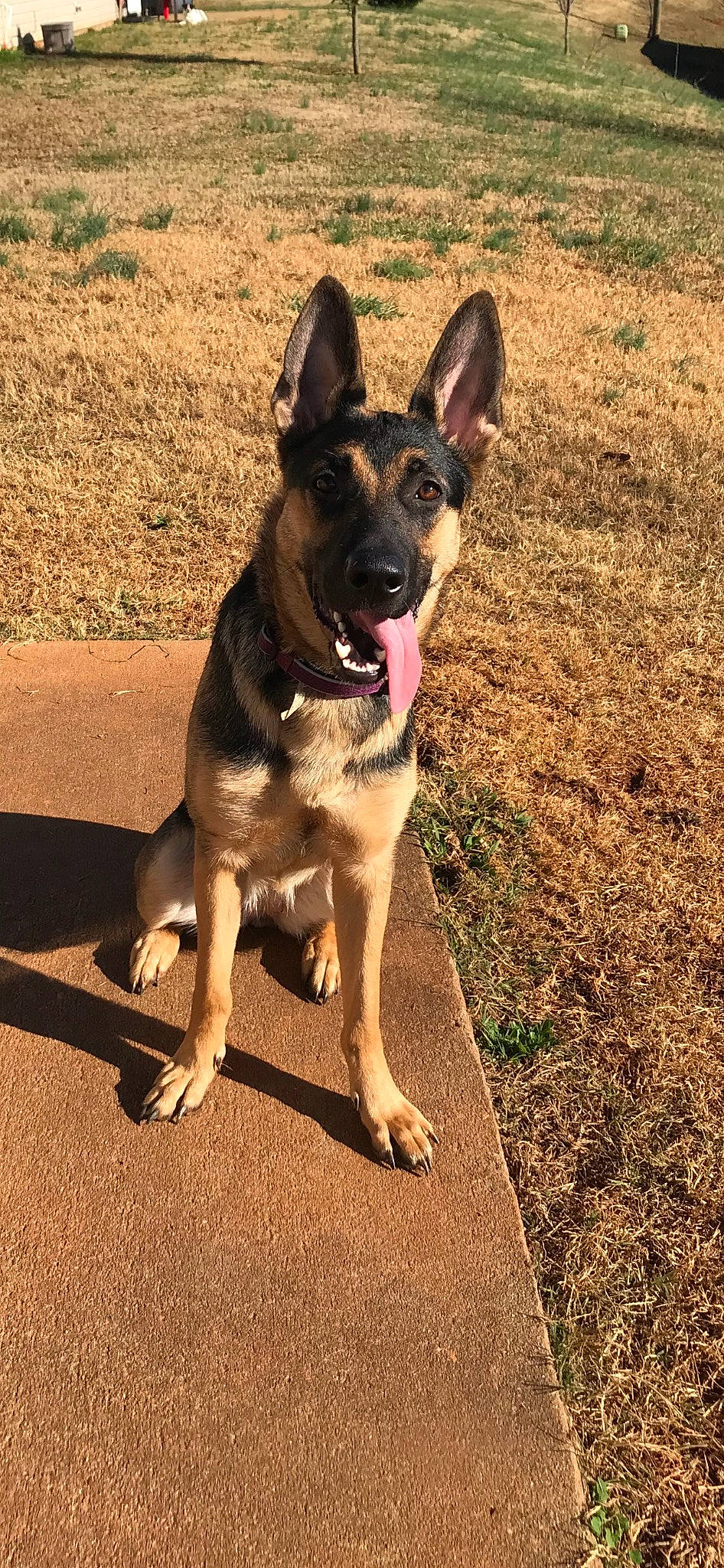 Khloe joined the competition — help win amazing prizes! belgian_shepherd_malinois, canidae, carnivore, collar, companion_dog, dog, dog_breed, dog_collar, east_european_shepherd, fawn, german_shepherd_dog, herding_dog, paw, plant, road_surface, soil, sporting_group, tail, working_animal, working_dog