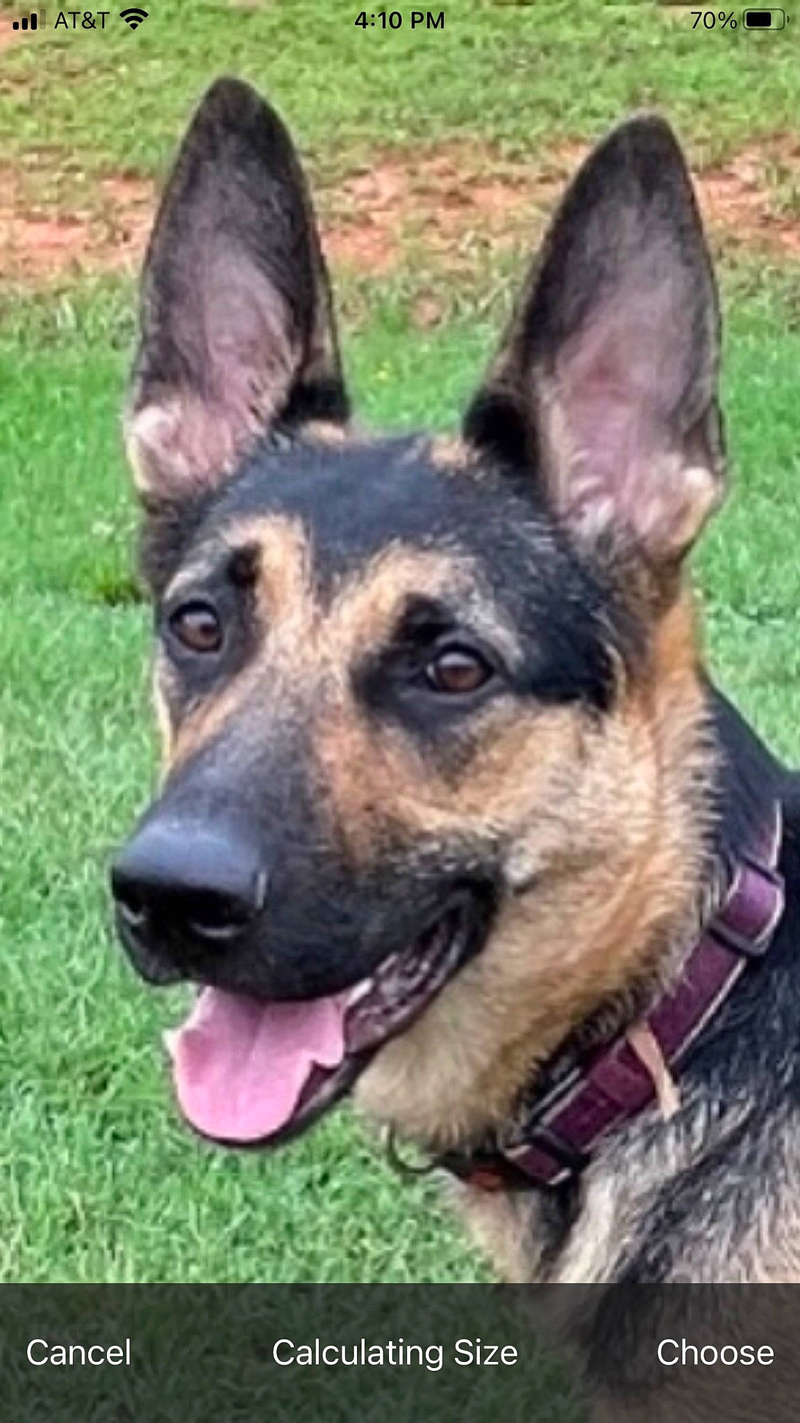 Khloe joined the competition — help win amazing prizes! belgian_shepherd_malinois, canidae, carnivore, collar, companion_dog, dog, dog_breed, east_european_shepherd, eye, fawn, german_shepherd_dog, grass, herding_dog, king_shepherd, old_german_shepherd_dog, snout, sporting_group, terrestrial_animal, working_animal, working_dog