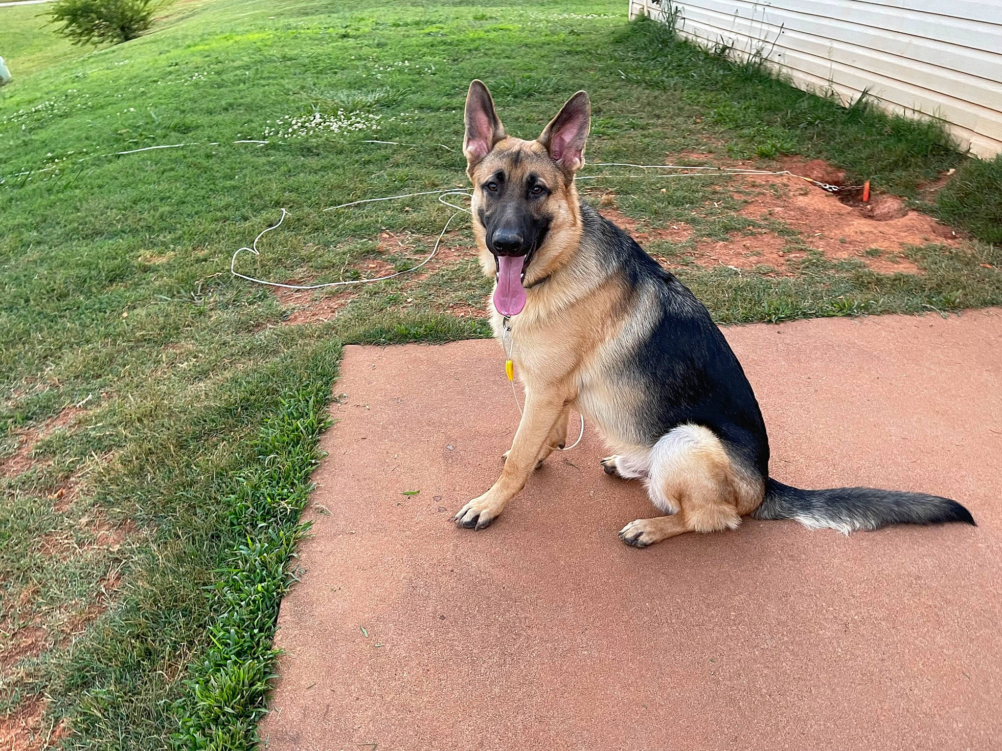 Max joined the competition — help win amazing prizes! canidae, carnivore, collar, companion_dog, dog, dog_breed, dog_supply, east_european_shepherd, fawn, german_shepherd_dog, grass, herding_dog, king_shepherd, old_german_shepherd_dog, pet_supply, plant, road_surface, snout, sporting_group, tail