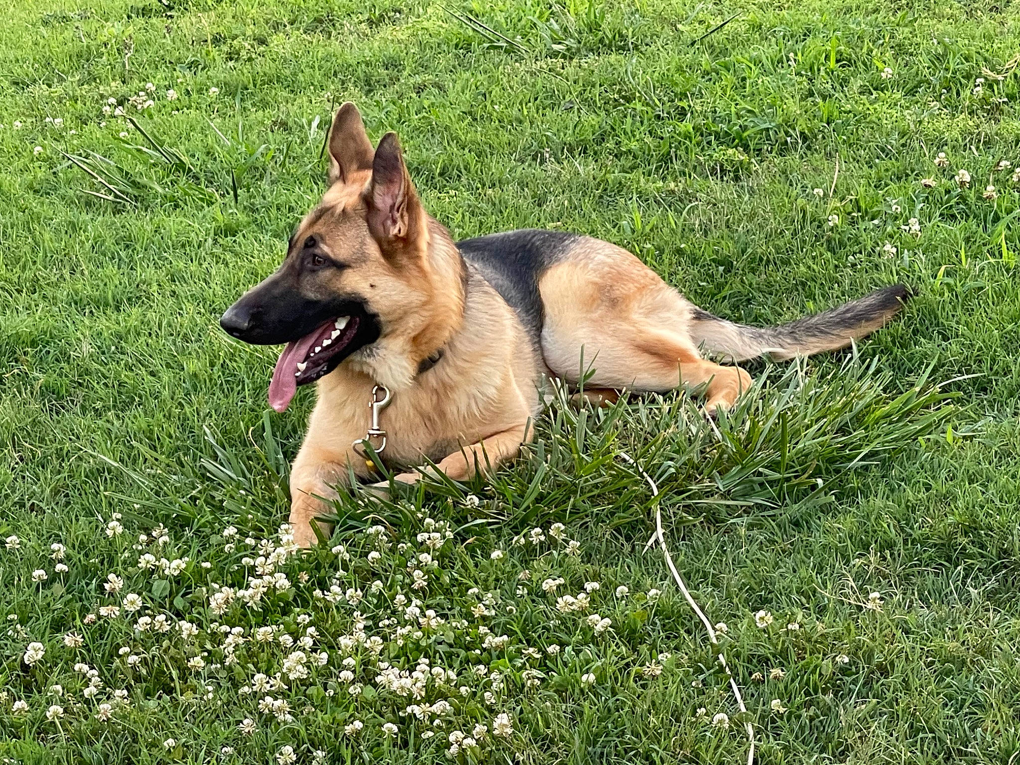 Max is registered to the contest to win money with this photo: canidae, carnivore, collar, companion_dog, dog, dog_breed, east_european_shepherd, fawn, flower, german_shepherd_dog, grass, grassland, groundcover, herbaceous_plant, herding_dog, king_shepherd, lawn, plant, sporting_group, working_dog