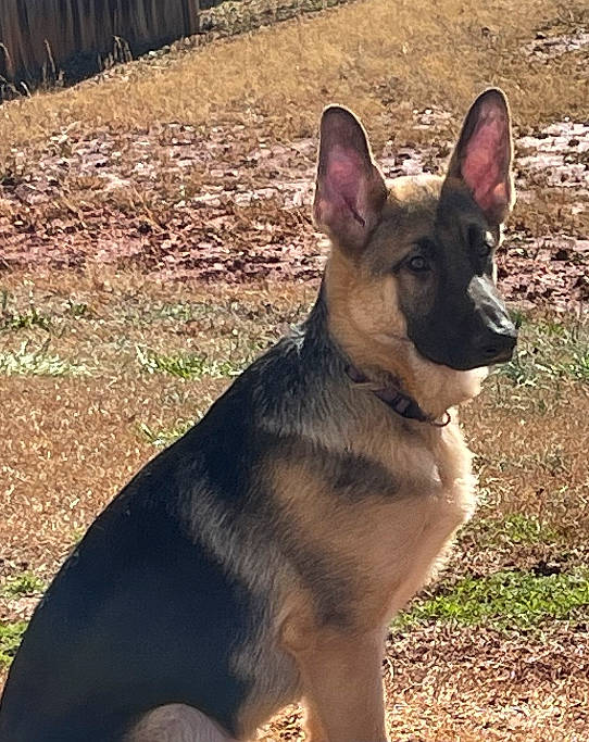 Max is registered to the contest to win money with this photo: belgian_shepherd_malinois, carnivore, collar, companion_dog, dog, dog_breed, dog_collar, dog_supply, east_european_shepherd, fawn, german_shepherd_dog, herding_dog, king_shepherd, old_german_shepherd_dog, pet_supply, plant, snout, terrestrial_animal, working_animal, working_dog