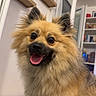 Aïko a rejoint le concours — aidez-le/la à gagner de superbes lots ! dog, pet, fluffy, indoor, smiling, happy, fur, animal, canine, brown_fur, ears, tongue, open_mouth, sitting, closeup, face, eyes, home, shelf, door