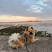 Aïko a rejoint le concours — aidez-le/la à gagner de superbes lots ! dog, fluffy, leash, concrete, tidal_flat, water, sky, clouds, sunset, lighthouse, landscape, coast, nature, outdoor, animal, pet, calm, scenic, relaxing, curious
