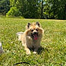 dog, grass, outdoor, sunny, leash, greenery, trees, sky, pet, happy, tongue_out, fluffy, canine, nature, daytime, playful, park, animal, summer, relaxed
