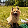 Aïko a rejoint le concours — aidez-le/la à gagner de superbes lots ! dog, grass, outdoor, sunny, trees, sky, pet, canine, happy, tongue_out, fluffy, sitting, nature, leash, field, summer, greenery, person, sock, relaxation