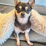 Stella joined the competition — help win amazing prizes! alert, animal, blanket, chihuahua, companion, couch, curious, cute, dog, domestic, ears, face, fur, furniture, indoor, living_room, pet, portrait, sitting, small_dog