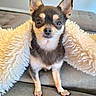 alert, animal, blanket, chihuahua, companion, couch, curious, cute, dog, domestic, ears, face, fur, furniture, indoor, living_room, pet, portrait, sitting, small_dog