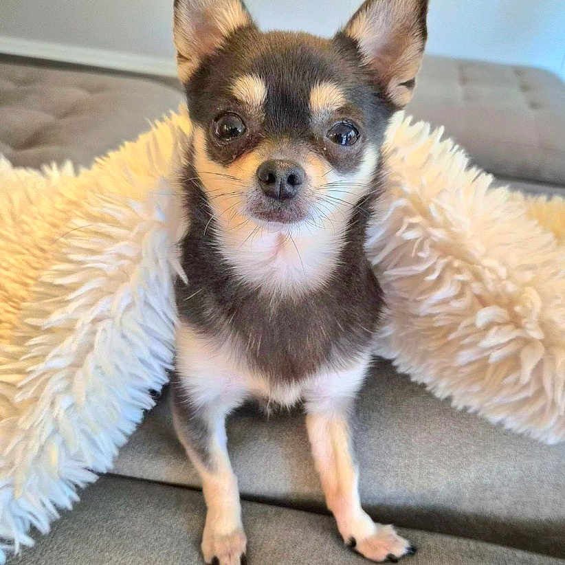 Stella