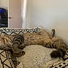 Mckoy joined the competition — help win amazing prizes! kitten, cat, sleeping, pet_bed, blanket, tabby, fur, indoor, furniture, door, litter_box, technology, relaxing, cozy, animal, resting, household, cute, soft, calm