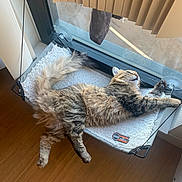 Mckoy is registered to the contest to win money with this photo: cat, tabby, window, hammock, pet_bed, stretching, indoor, sunlight, relaxed, feline, cozy, wooden_floor, blinds, paw, fur, animal, resting, domestic_cat, comfortable, house