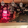 Mckoy is registered to the contest to win money with this photo: cat, tabby_cat, shelf, day_of_the_dead, skulls, decorations, lamp, red_light, flowers, pattern, orange_flower, bottle, roses, stuffed_toy, indoor, cozy, relaxed, animal, holiday_decor, colorful