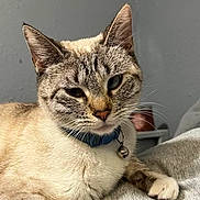 Luna joined the competition — help win amazing prizes! cat, feline, pet, collar, bell, whiskers, paw, fur, striped, resting, indoor, gray_wall, closeup, domestic_animal, animal, cute, portrait, relaxed, soft_surface, sleepy