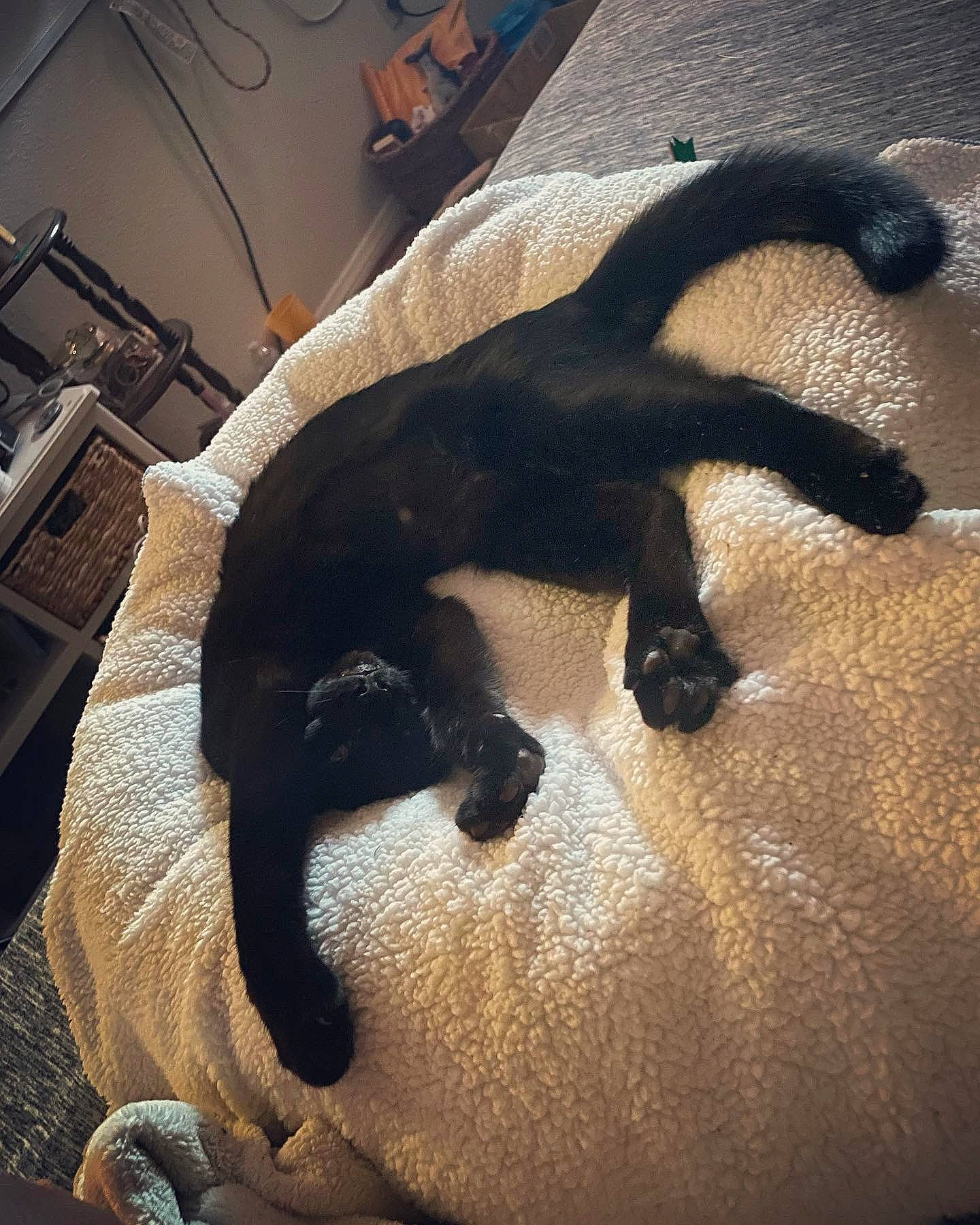 Agatha joined the competition — help win amazing prizes! black_cat, bombay, canidae, carnivore, cat, comfort, companion_dog, dog_breed, fawn, felidae, fur, linens, small_to_medium_sized_cats, snout, sporting_group, tail, terrestrial_animal, tints_and_shades, whiskers, wood