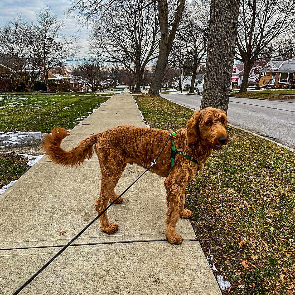 Teddy joined the competition — help win amazing prizes! accessories, animal, canine, city, dog, grass, neighborhood, outdoors, path, pet, plant, road, sidewalk, strap, street, terrier, tree, urban, vegetation, walkway