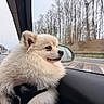 Lyly participe au concours pour gagner de l'argent avec cette photo : dog, pomeranian, fluffy, car_interior, window, side_mirror, road, trees, winter, outdoor, pet, fur, animal, looking_out, travel, transportation, calm, daytime, closeup, profile