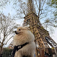 Lyly participe au concours pour gagner de l'argent avec cette photo : dog, fluffy, white_dog, harness, leash, eiffel_tower, tree, outdoor, sky, landmark, tourist_spot, urban, side_view, pet, sitting, daytime, canine, nature, architecture, travel