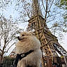 architecture, canine, daytime, dog, eiffel_tower, fluffy, harness, landmark, leash, nature, outdoor, pet, side_view, sitting, sky, tourist_spot, travel, tree, urban, white_dog