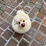 Lyly participe au concours pour gagner de l'argent avec cette photo : dog, pomeranian, fluffy, white, tongue, licking, nose, cobblestone, pavement, outdoor, pet, cute, small_dog, fur, animal, looking_up, playful, mark, kiss_mark, adorable