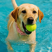 Cookie is registered to the contest to win money with this photo: dog, golden_retriever, tennis_ball, water, pool, swimming, pet, animal, collar, playful, happy, outdoor, summer, canine, fetch, toy, mammal, active, fun, wet