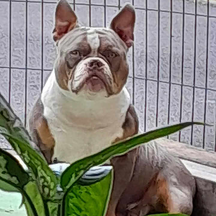 Tyson a rejoint le concours — aidez-le/la à gagner de superbes lots ! animal, bostonbull, boxer, bulldog, canine, dog, frenchbulldog, leaf, pet, pitbull, plant, pottedplant, puppy, snout