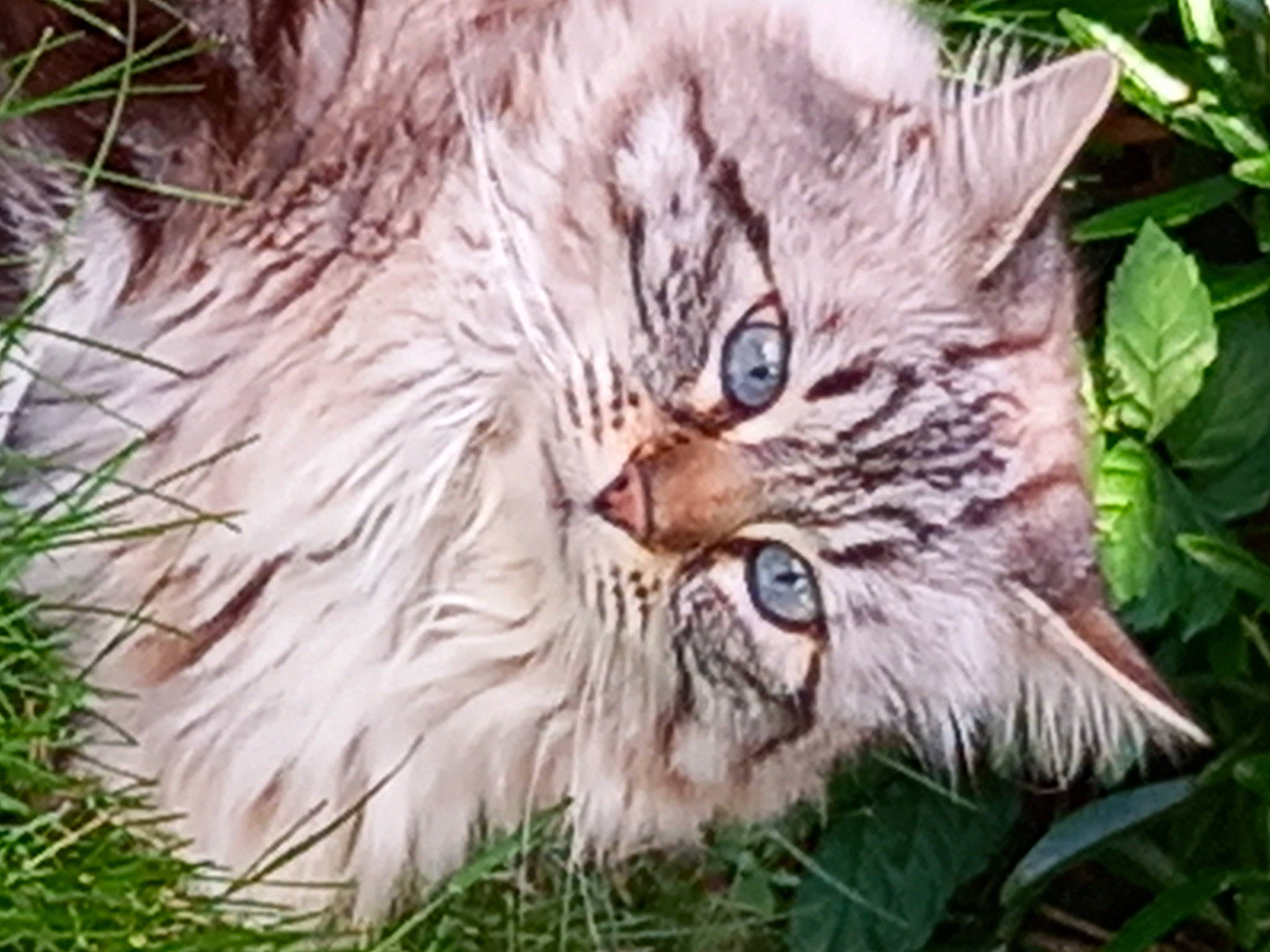 Nessy participe au concours pour gagner de l'argent avec cette photo : big_cats, carnivore, cat, close_up, fang, fawn, felidae, fur, grass, groundcover, organism, plant, small_to_medium_sized_cats, snout, terrestrial_animal, whiskers, wildlife