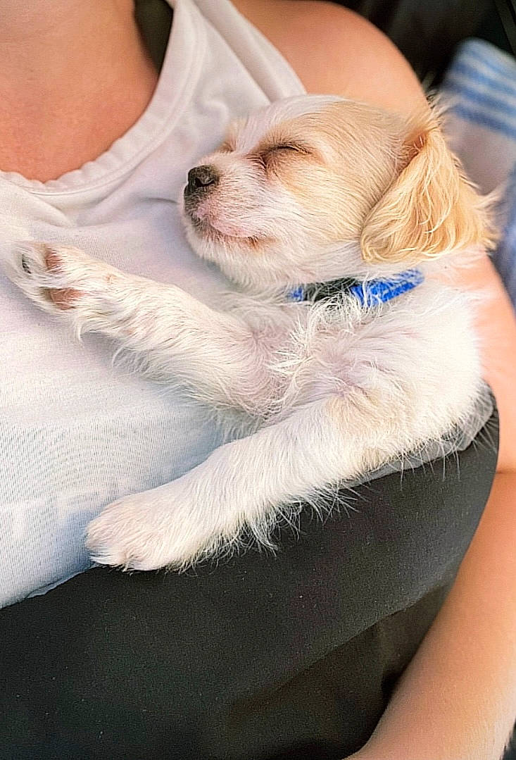 Gunner joined the competition — help win amazing prizes! carnivore, chair, collar, companion_dog, couch, dog, dog_breed, dog_collar, eyewear, fashion_accessory, fawn, fur, glasses, leash, paw, sitting, sporting_group, sunglasses, toy_dog, whiskers