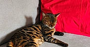 Mimi participe au concours pour gagner de l'argent avec cette photo : cat, bengal_cat, tabby, pet, feline, sleeping, relaxed, lounging, sofa, couch, red_pillow, gray_furniture, indoor, home, animal, whiskers, closed_eyes, striped_fur, paws, portrait