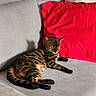 cat, bengal_cat, tabby, pet, feline, sleeping, relaxed, lounging, sofa, couch, red_pillow, gray_furniture, indoor, home, animal, whiskers, closed_eyes, striped_fur, paws, portrait