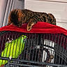 Mimi participe au concours pour gagner de l'argent avec cette photo : cat, parrot, bird, bengal_cat, green_parrot, pet, animal, cage, red_blanket, paw, striped_fur, feathers, indoors, curtain, window, perching, resting, playful, birdcage, animal_friendship