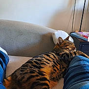 Mimi a rejoint le concours — aidez-le/la à gagner de superbes lots ! cat, bengal_cat, pet, sleeping, relaxed, striped_fur, spotted_fur, animal, mammal, face, ears, whiskers, couch, sofa, home, indoor, living_room, blue_clothing, books, lamp