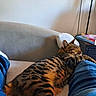 cat, bengal_cat, pet, sleeping, relaxed, striped_fur, spotted_fur, animal, mammal, face, ears, whiskers, couch, sofa, home, indoor, living_room, blue_clothing, books, lamp