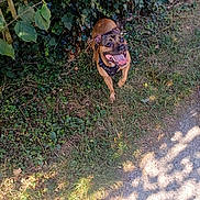 Nala a rejoint le concours — aidez-le/la à gagner de superbes lots ! dog, canine, grass, outdoor, nature, leafy, fence, happy, pet, animal, brown, tongue_out, sunlight, daytime, walking, playful, collar, leash, excited, smiling