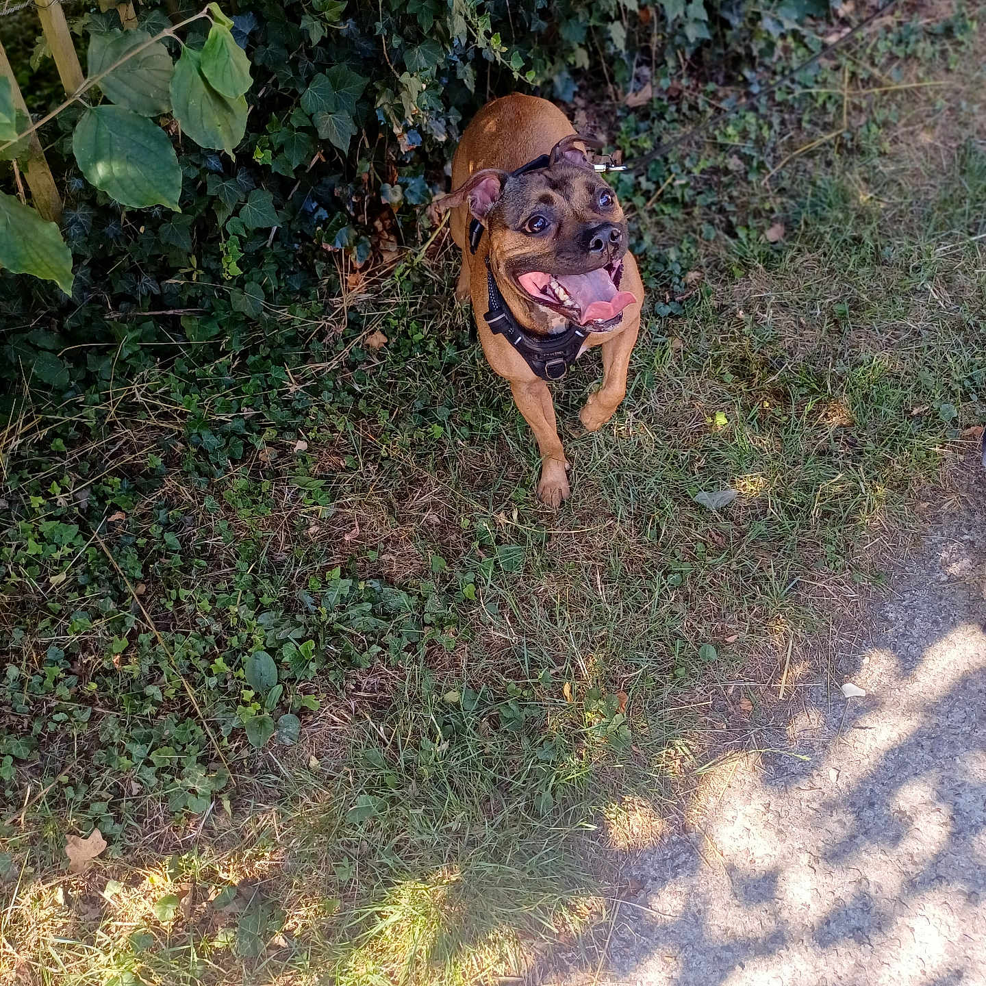 Nala a rejoint le concours — aidez-le/la à gagner de superbes lots ! animal, brown, canine, collar, daytime, dog, excited, fence, grass, happy, leafy, leash, nature, outdoor, pet, playful, smiling, sunlight, tongue_out, walking