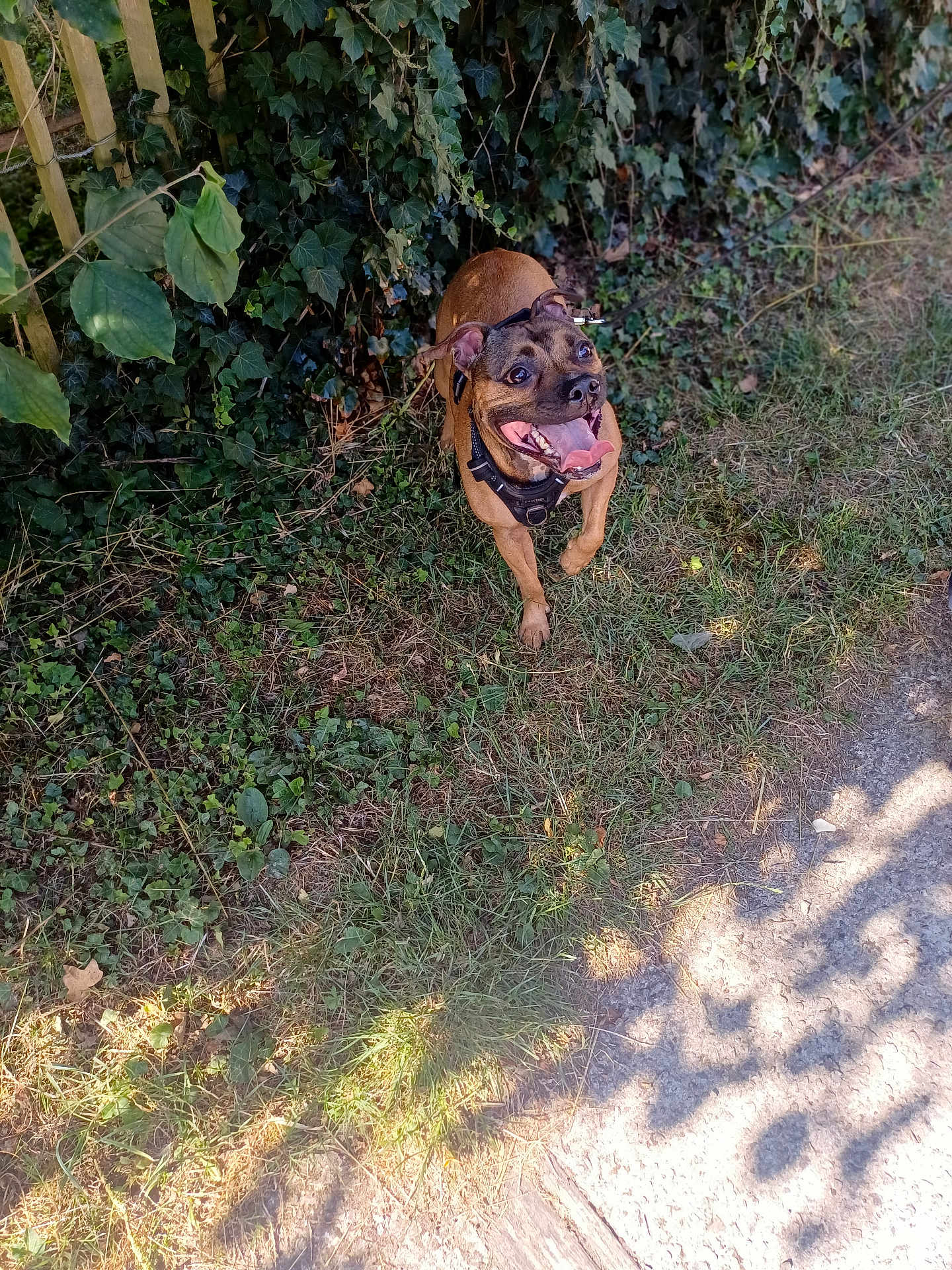 Nala