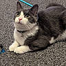 Yuffie joined the competition — help win amazing prizes! alert, animal, bell, carpet, cat, collar, cute, domestic_animal, feather_wand, floor, fur, gray_cat, indoor, laying, pet, playful, plush_toy, toy, whiskers, white_cat