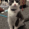 Yuffie joined the competition — help win amazing prizes! animal, bell, carpet, cat, closeup, collar, curious, domestic, ears, feline, floor, household, indoor, pet, playful, sitting, tail, toys, tuxedo_cat, whiskers